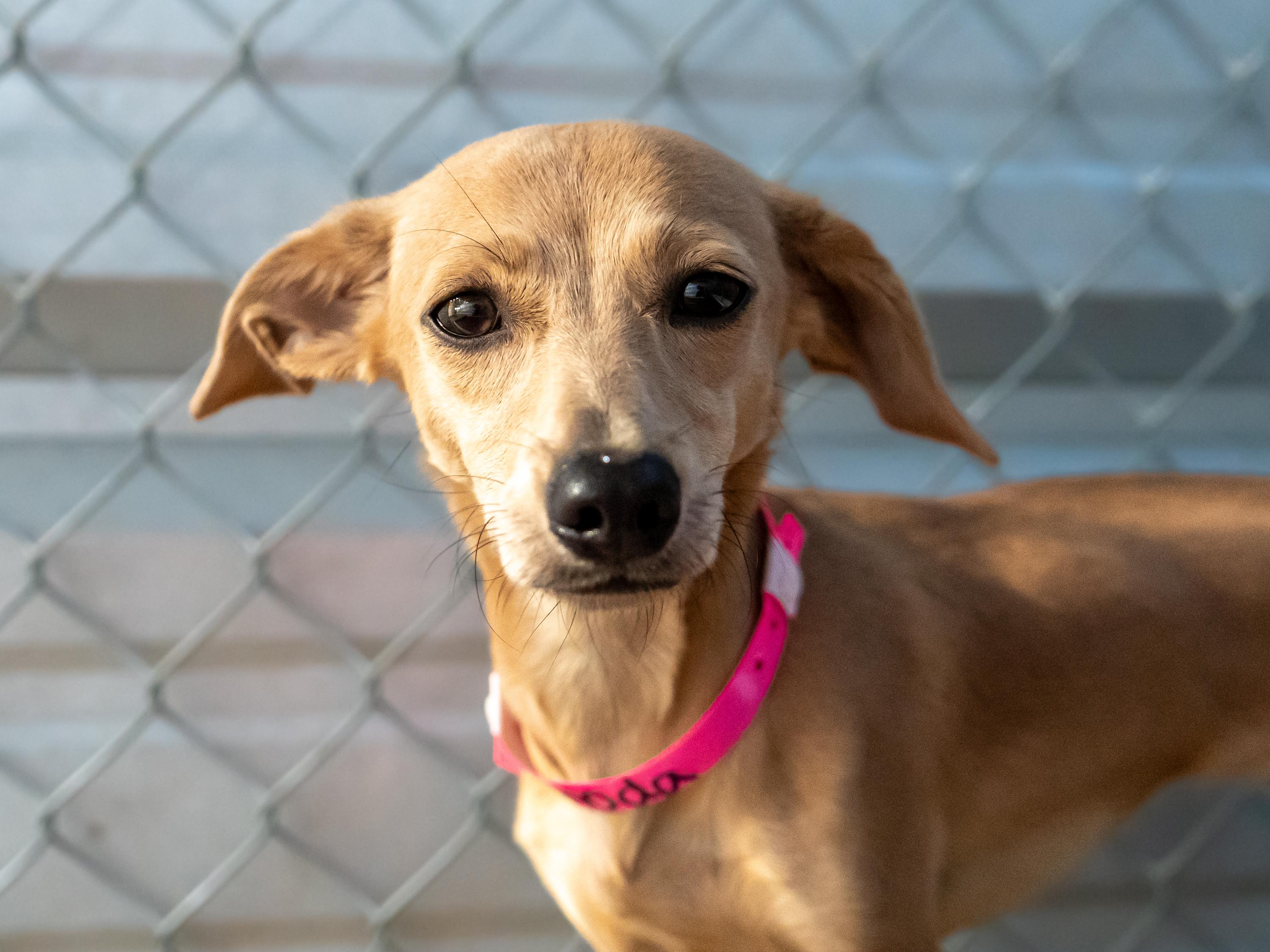 Enlarge RHODA, a Adopted mixed breed in Fresno, CA image 3/6