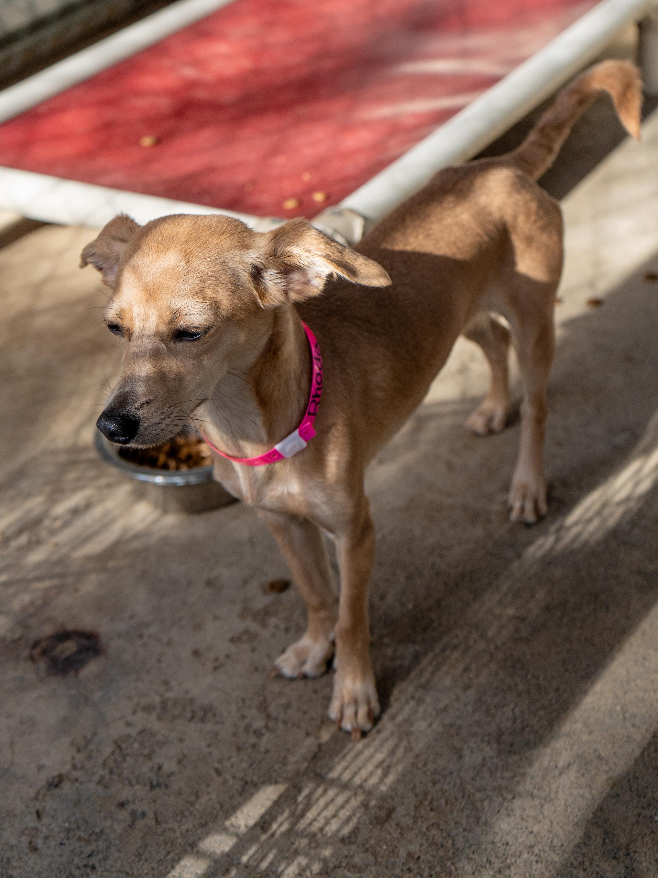 Enlarge RHODA, a Adopted mixed breed in Fresno, CA image 5/6
