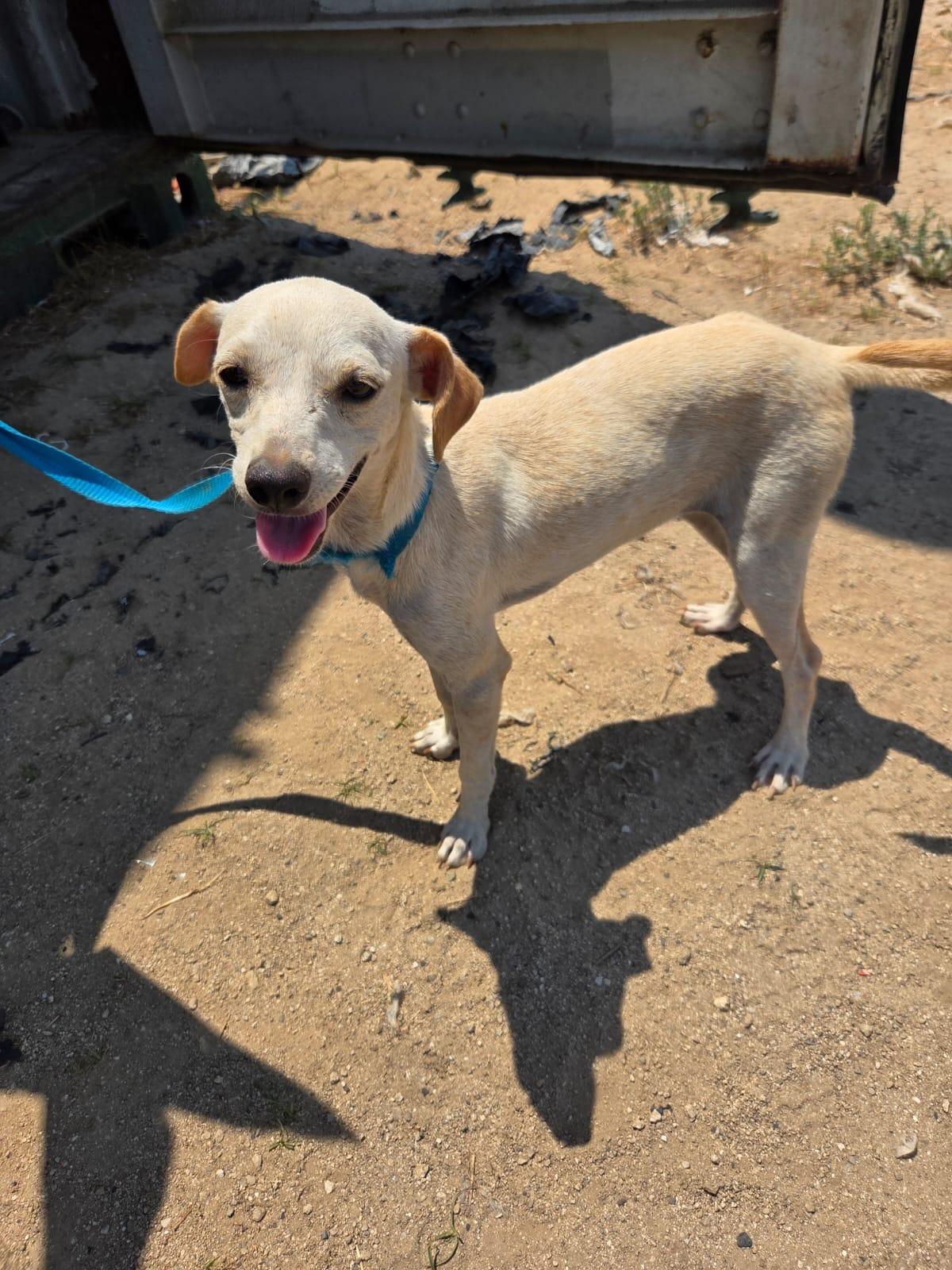 Enlarge Zully, an adopted Mixed Breed in Calgary, AB image 2/6