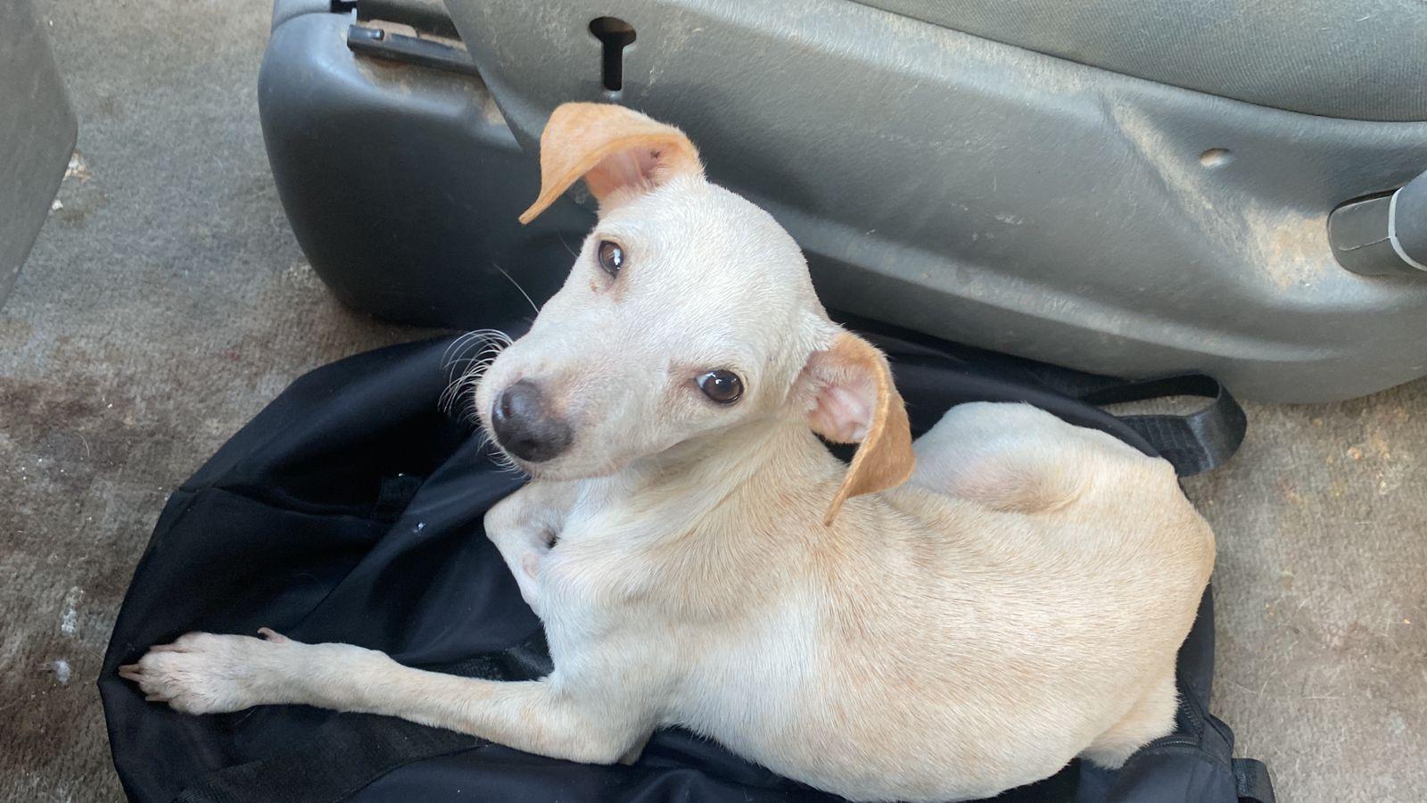 Enlarge Zully, an adopted Mixed Breed in Calgary, AB image 6/6