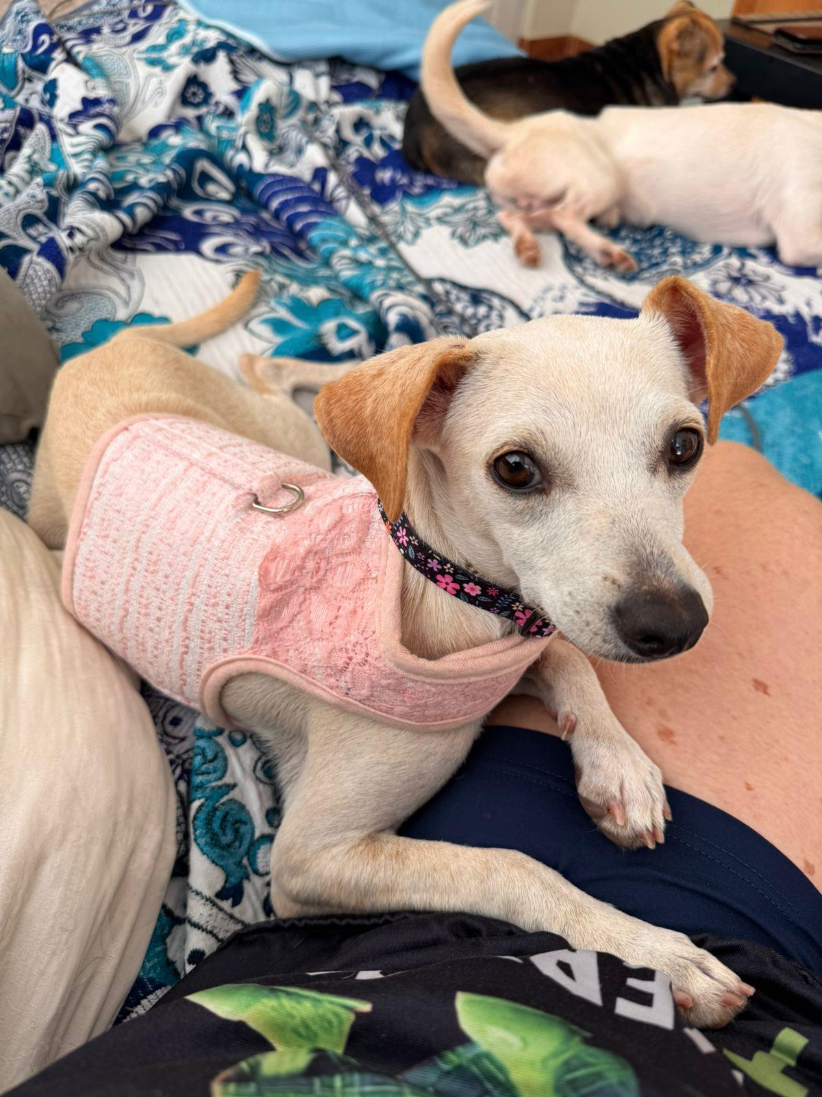 Enlarge Zully, an adopted Mixed Breed in Calgary, AB image 1/6
