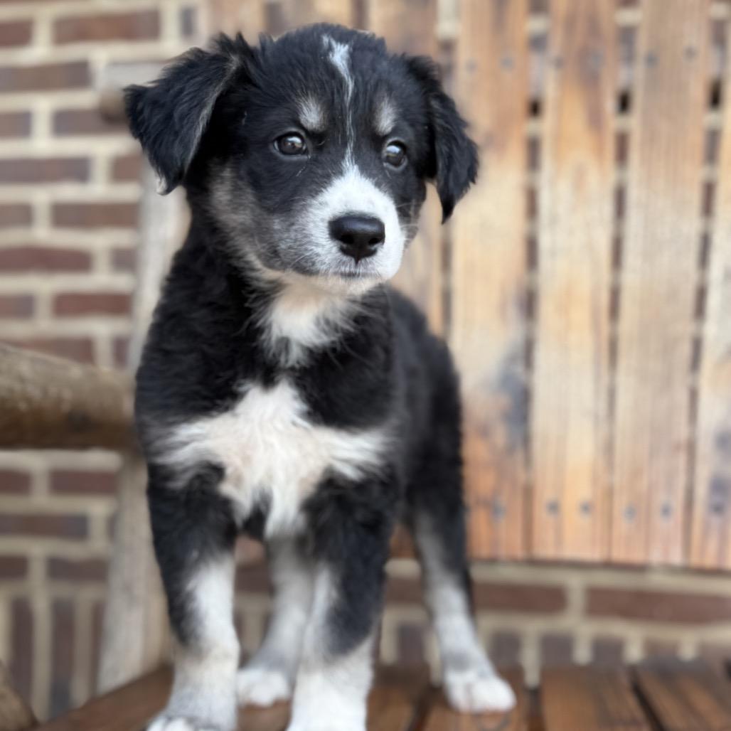 Enlarge Nadia (in PA), a Adoptable Mixed Breed in Shoemakersville, PA image 1/6