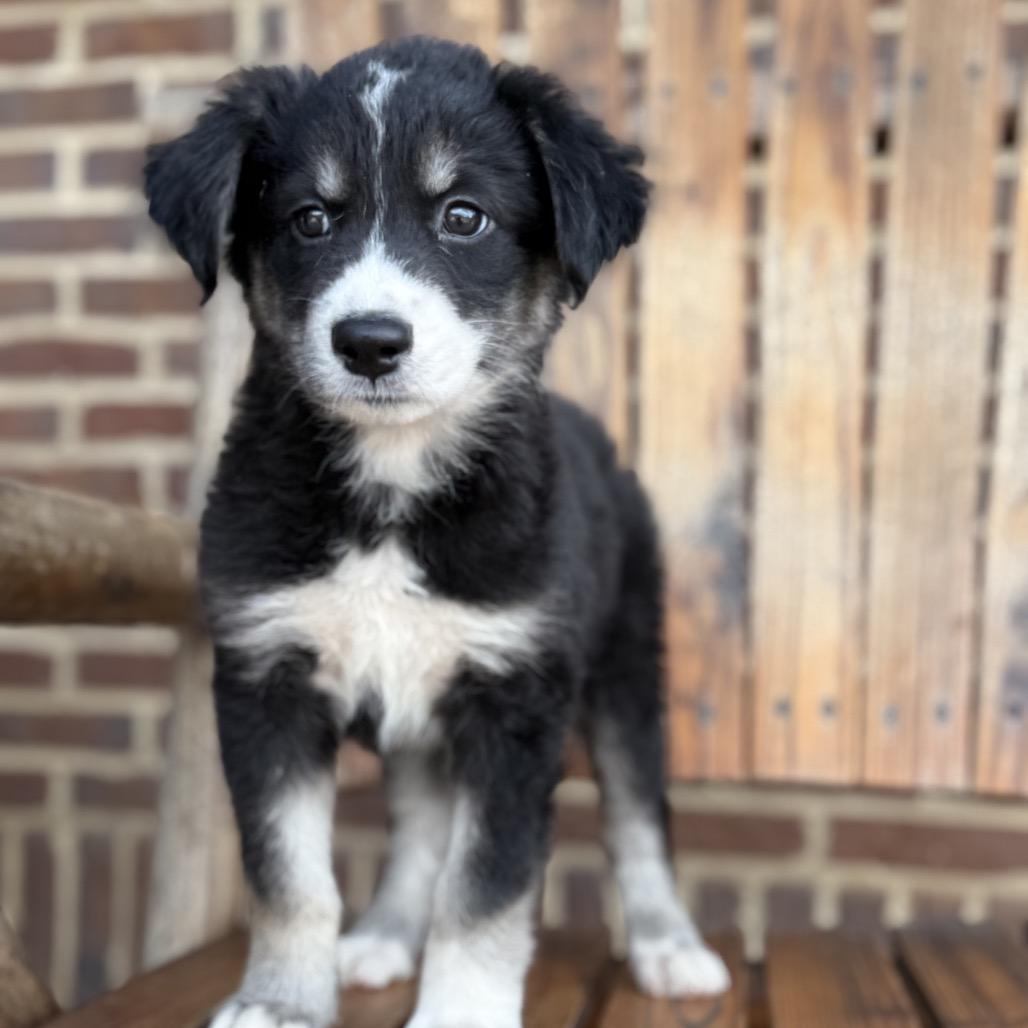 Enlarge Nadia (in PA), a Adoptable Mixed Breed in Shoemakersville, PA image 2/6