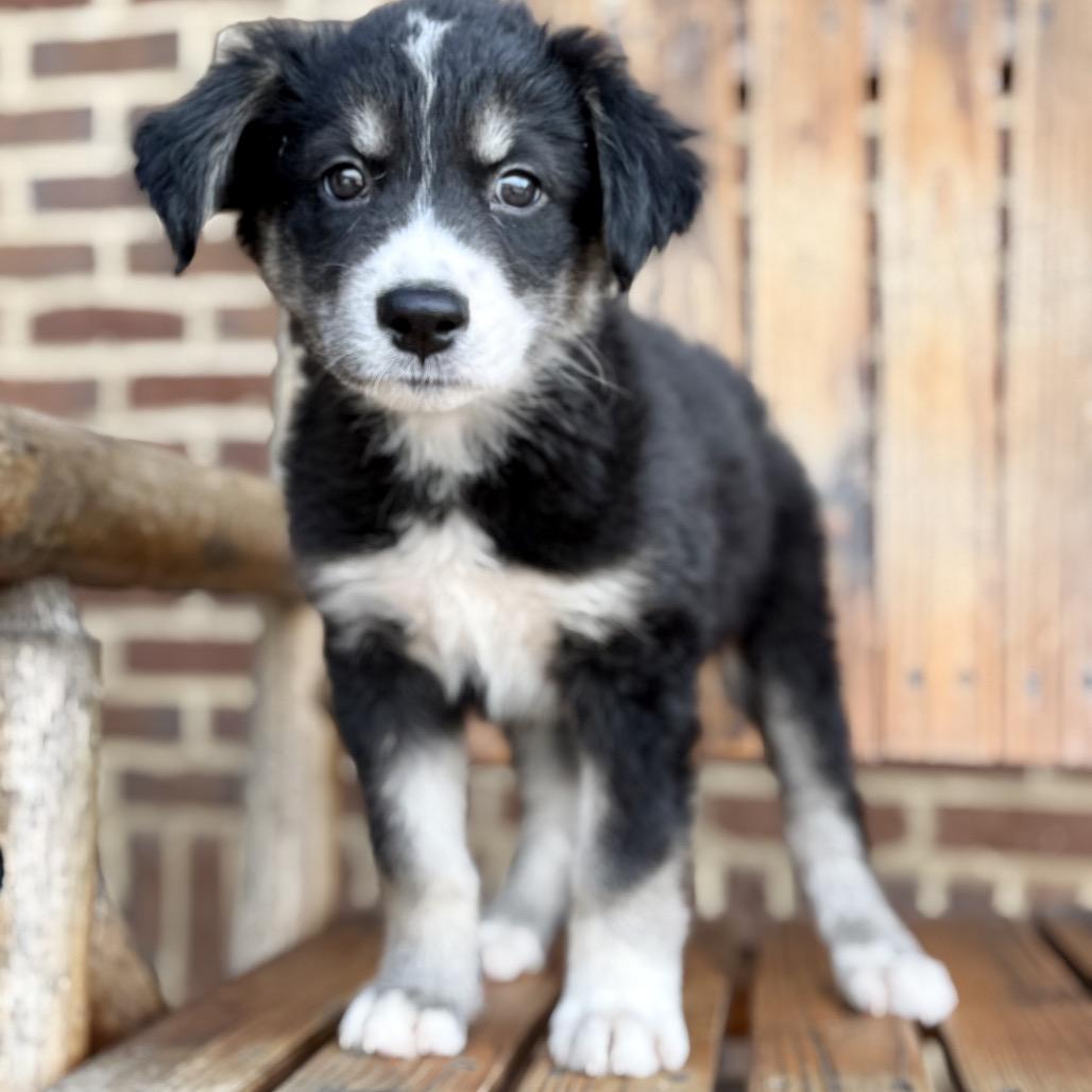 Enlarge Nadia (in PA), a Adoptable Mixed Breed in Shoemakersville, PA image 3/6