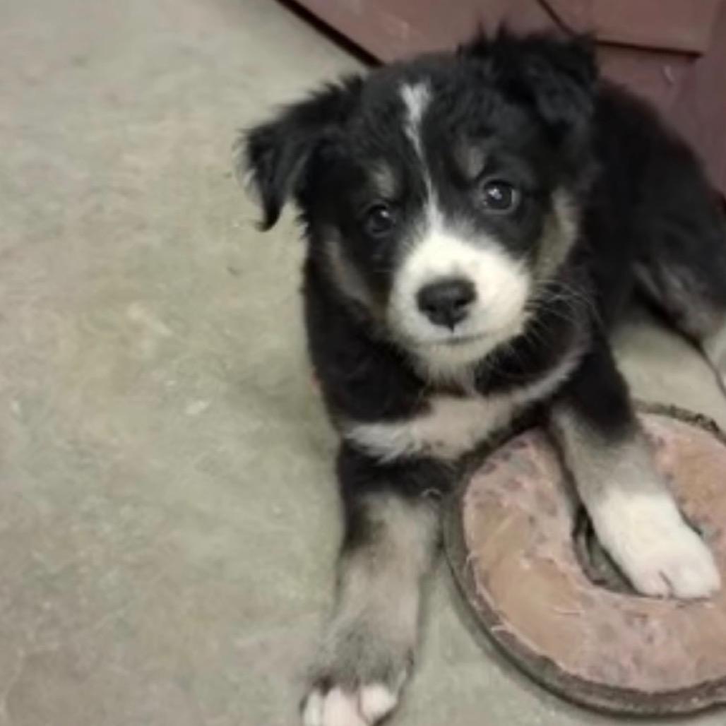 Enlarge Nadia (in PA), a Adoptable Mixed Breed in Shoemakersville, PA image 5/6
