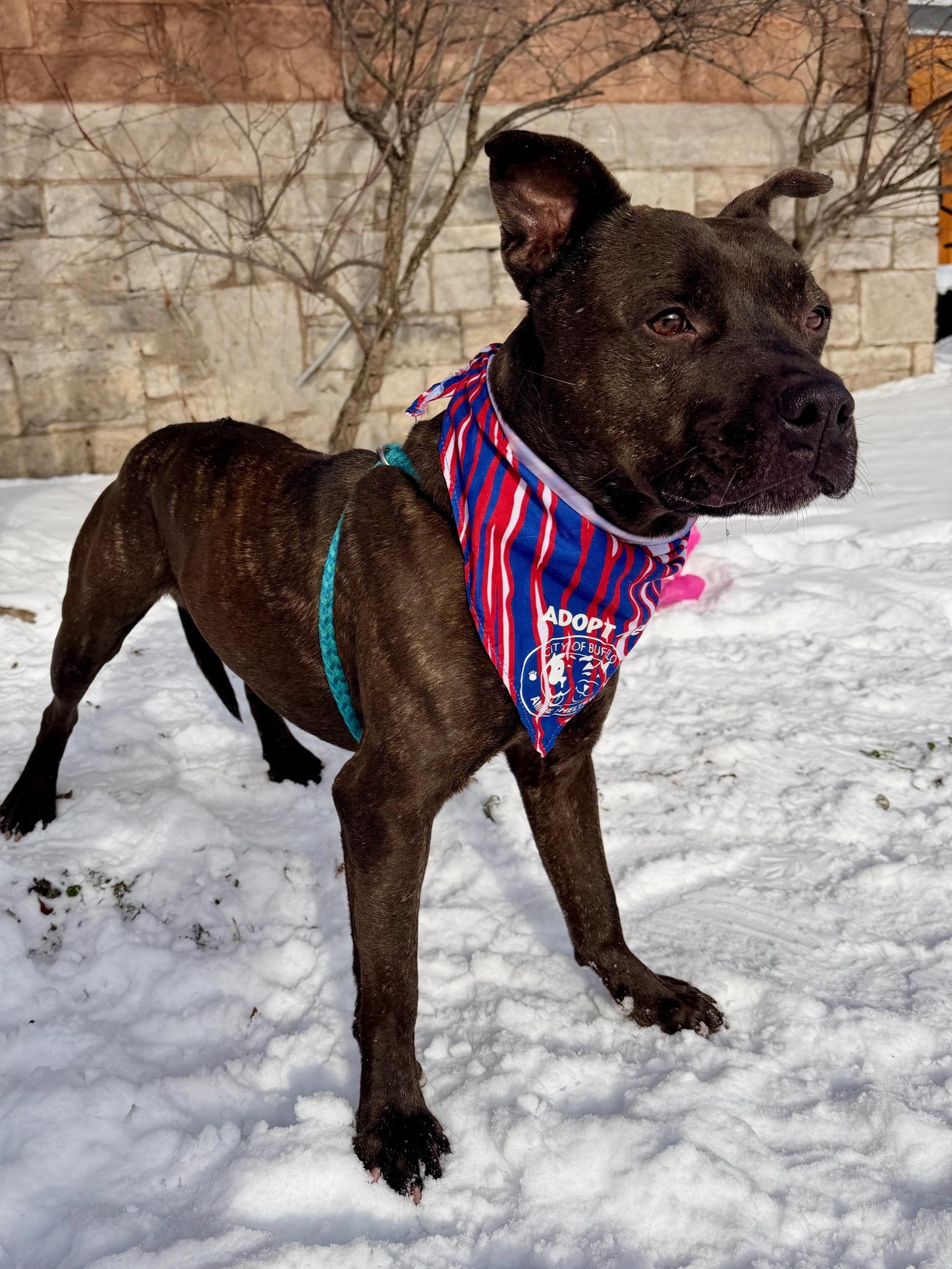 Moe, a ADOPTABLE mixed breed in Buffalo, NY image 5/5
