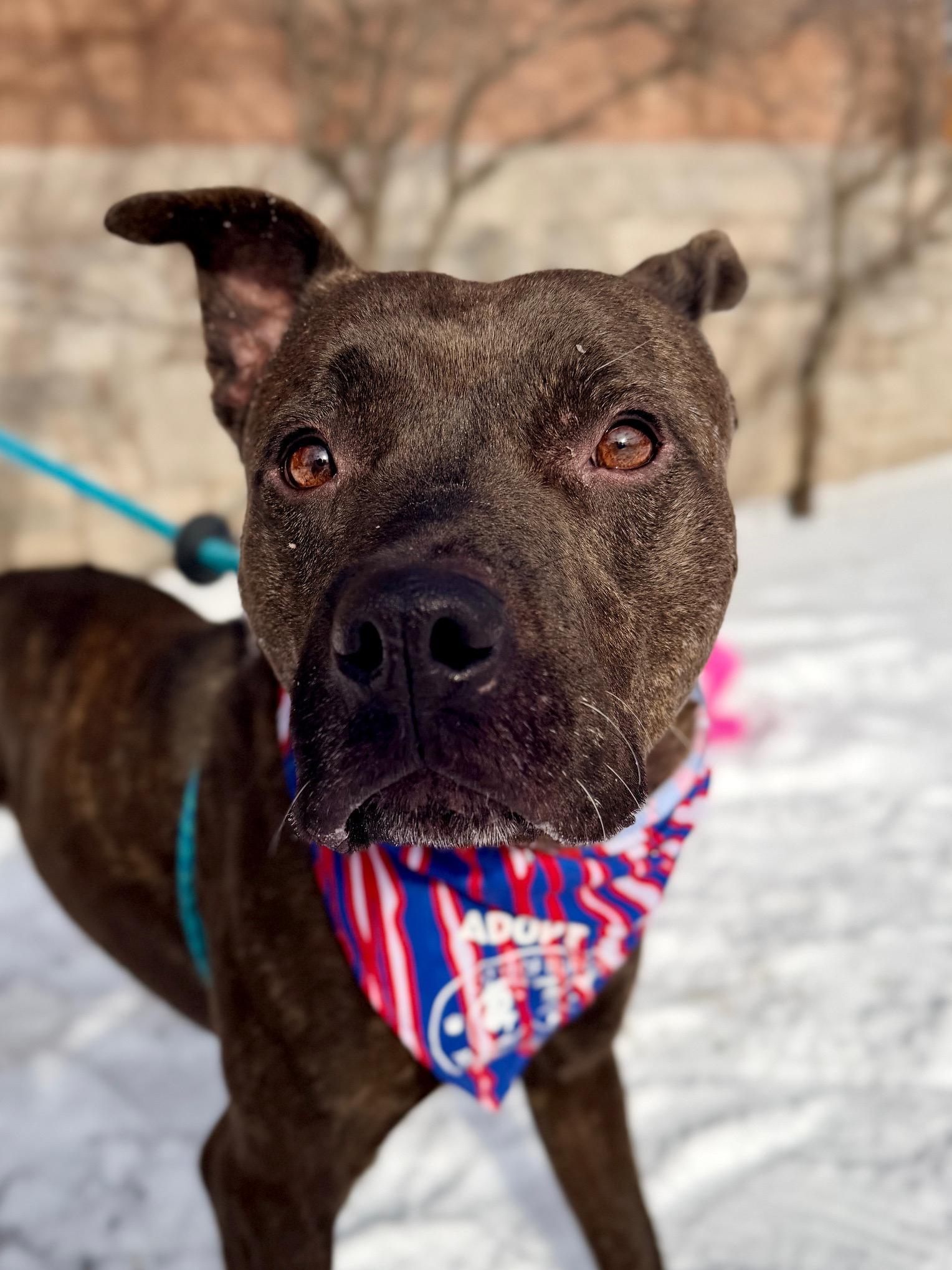 Moe, a ADOPTABLE mixed breed in Buffalo, NY image 4/5