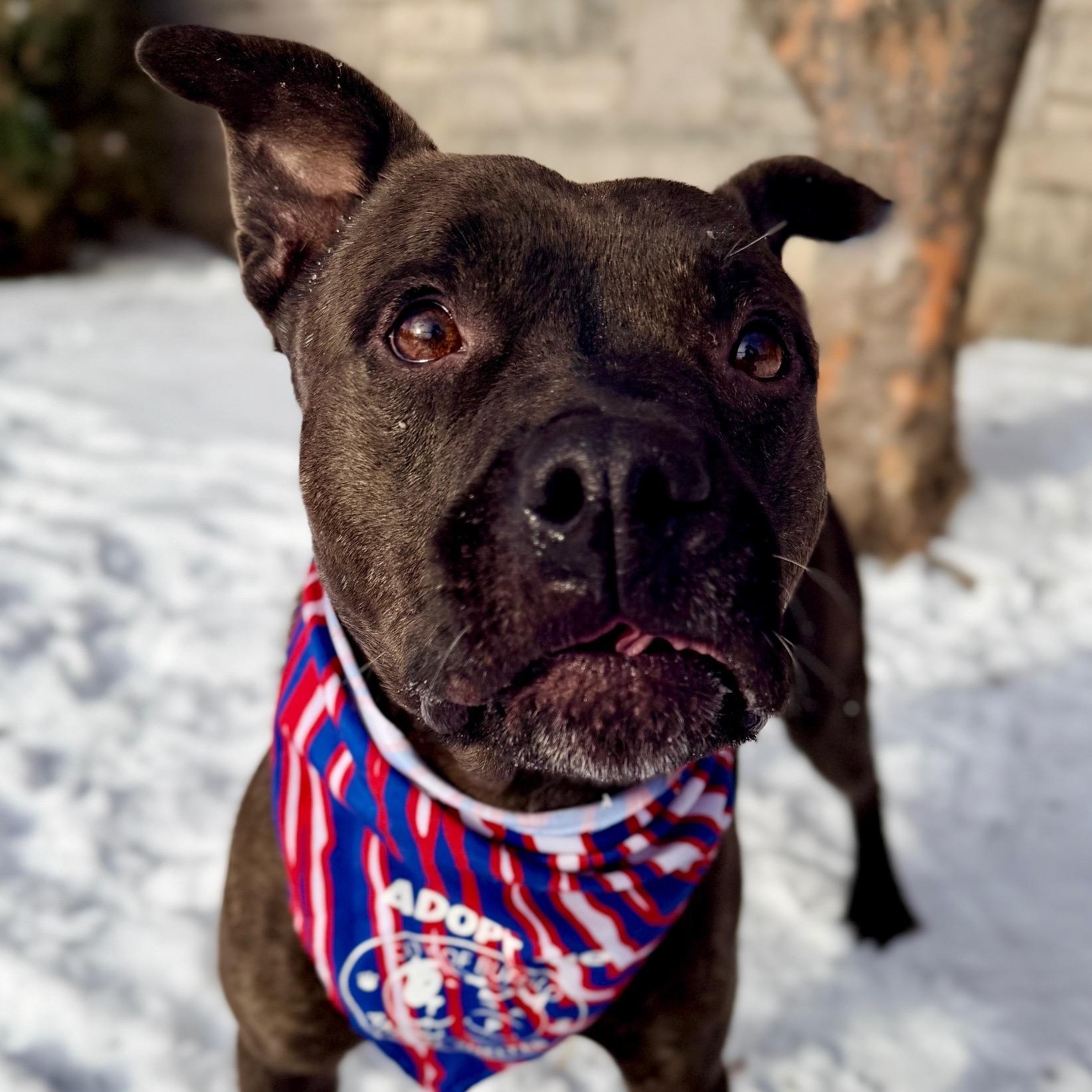 Enlarge Moe, a ADOPTABLE mixed breed in Buffalo, NY image 1/5