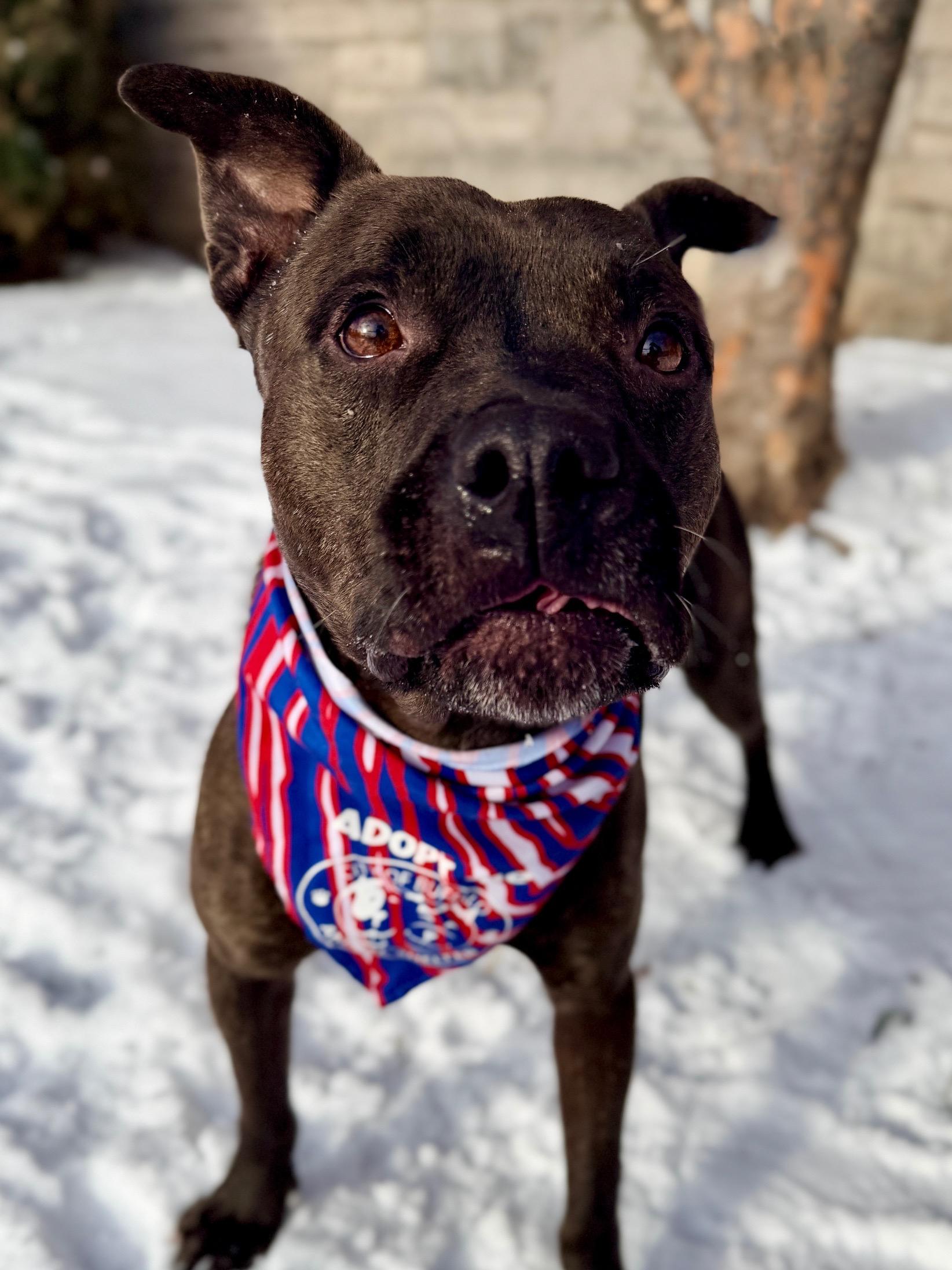 Moe, a ADOPTABLE mixed breed in Buffalo, NY image 1/5