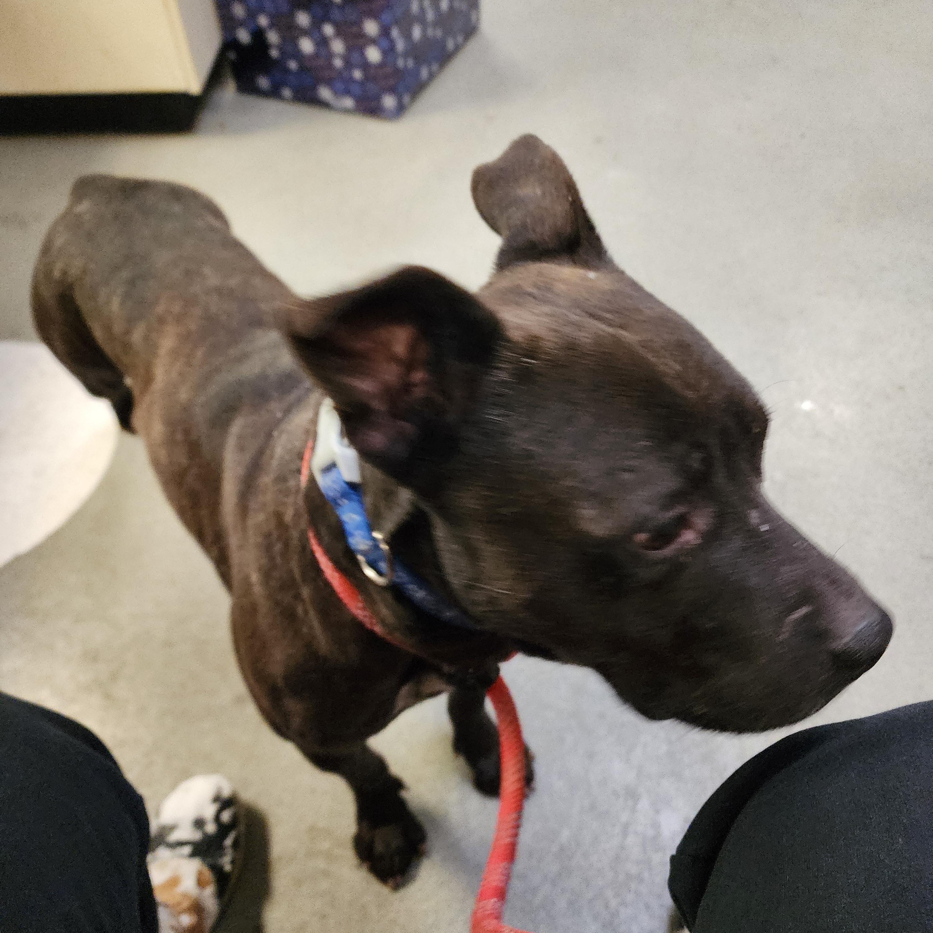 Moe, a ADOPTABLE mixed breed in Buffalo, NY image 3/5