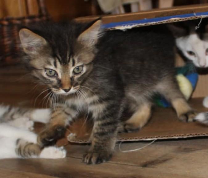 Finn, a Adoptable Tabby in Tehachapi, CA image 2/3