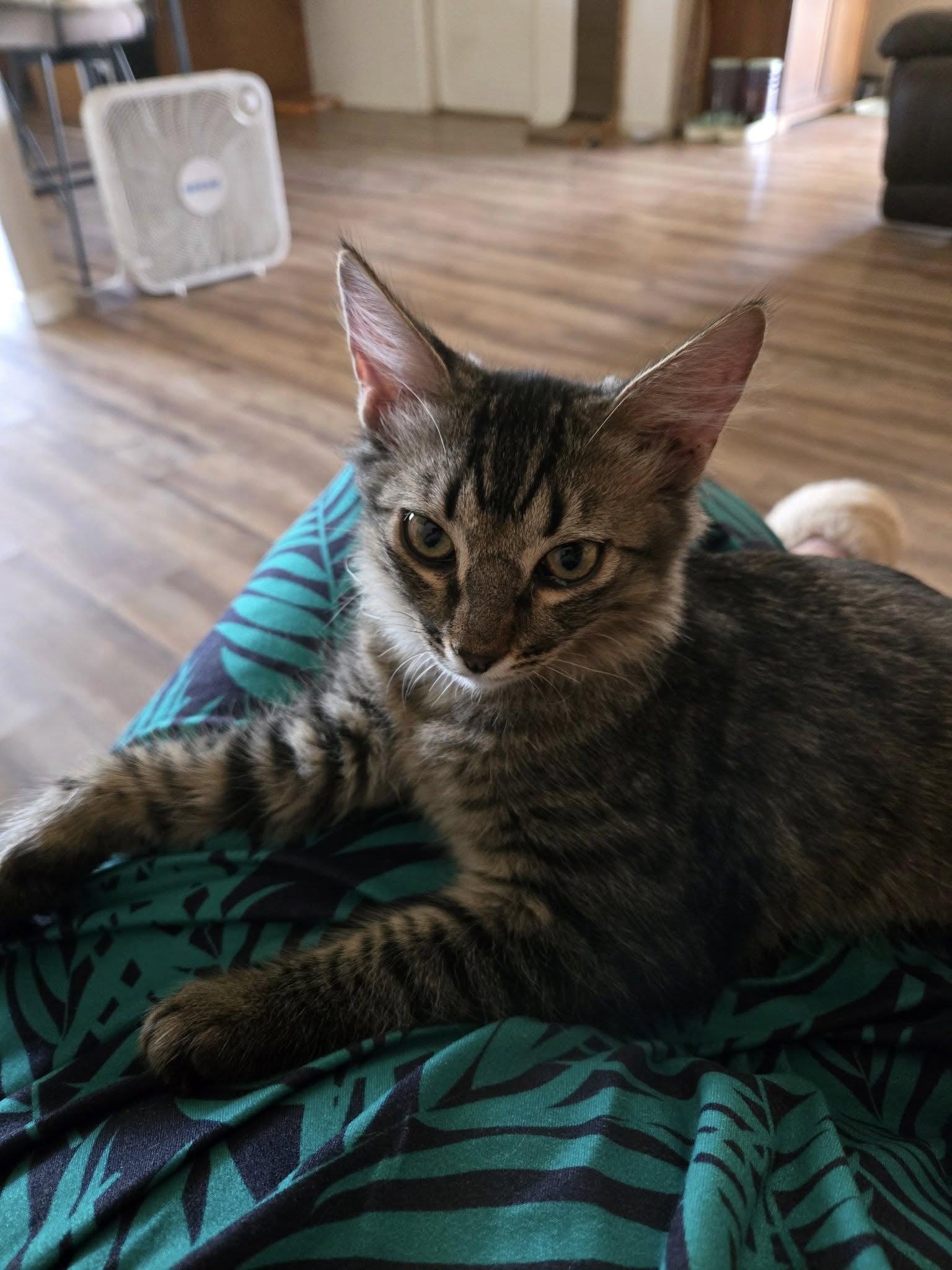 Finn, a Adoptable Tabby in Tehachapi, CA image 1/3