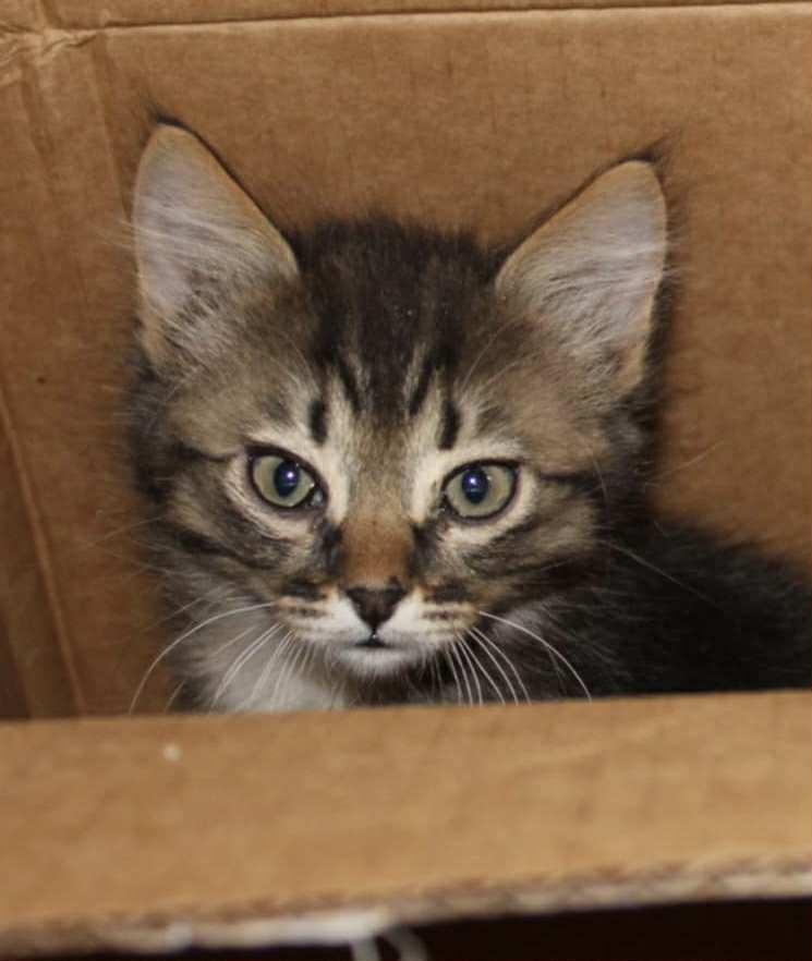 Finn, Young Male Tabby