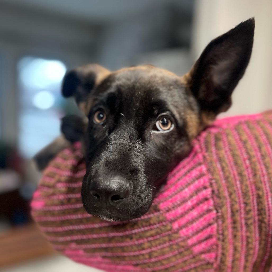 Siera D66870, a Adoptable mixed breed in Minnetonka, MN image 1/6