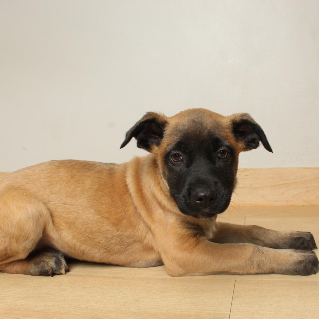 Siera D66870, a Adoptable mixed breed in Minnetonka, MN image 2/6