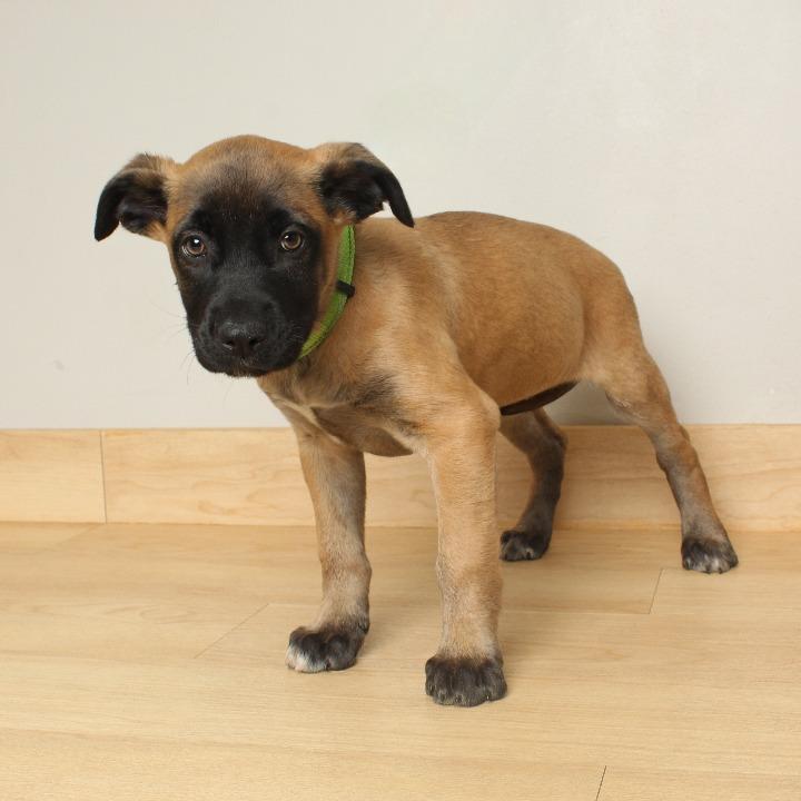 Siera D66870, a Adoptable mixed breed in Minnetonka, MN image 3/6