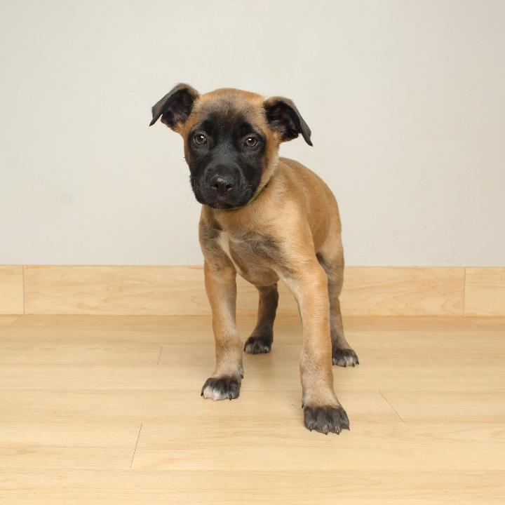 Siera D66870, a Adoptable mixed breed in Minnetonka, MN image 4/6