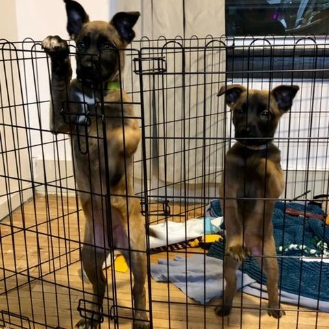 Siera D66870, a Adoptable mixed breed in Minnetonka, MN image 5/6