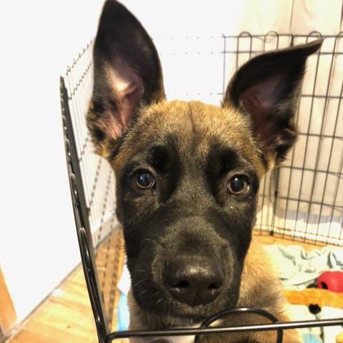 Siera D66870, a Adoptable mixed breed in Minnetonka, MN image 6/6