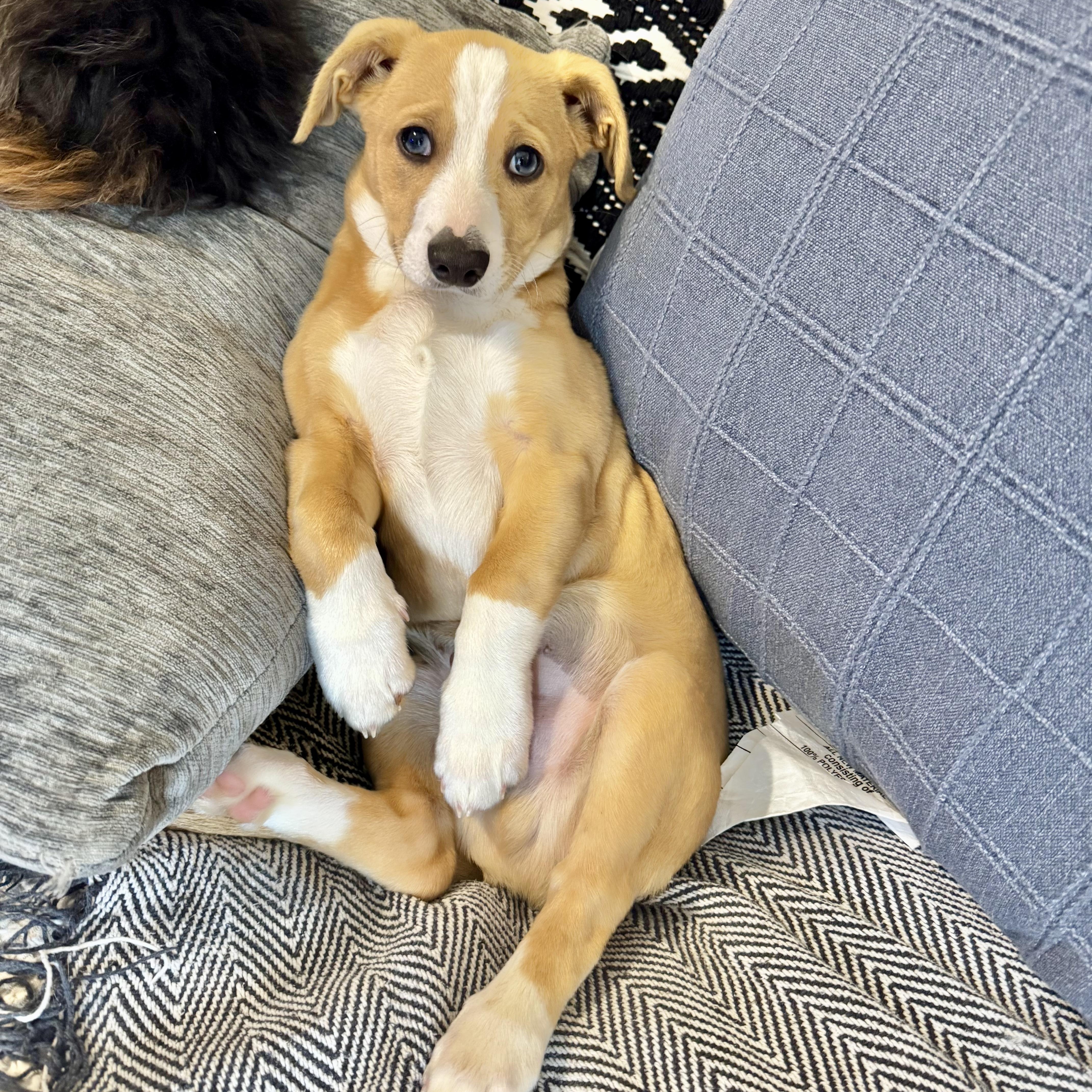 Enlarge Ollie, an adopted mixed breed in Staunton, VA image 3/6