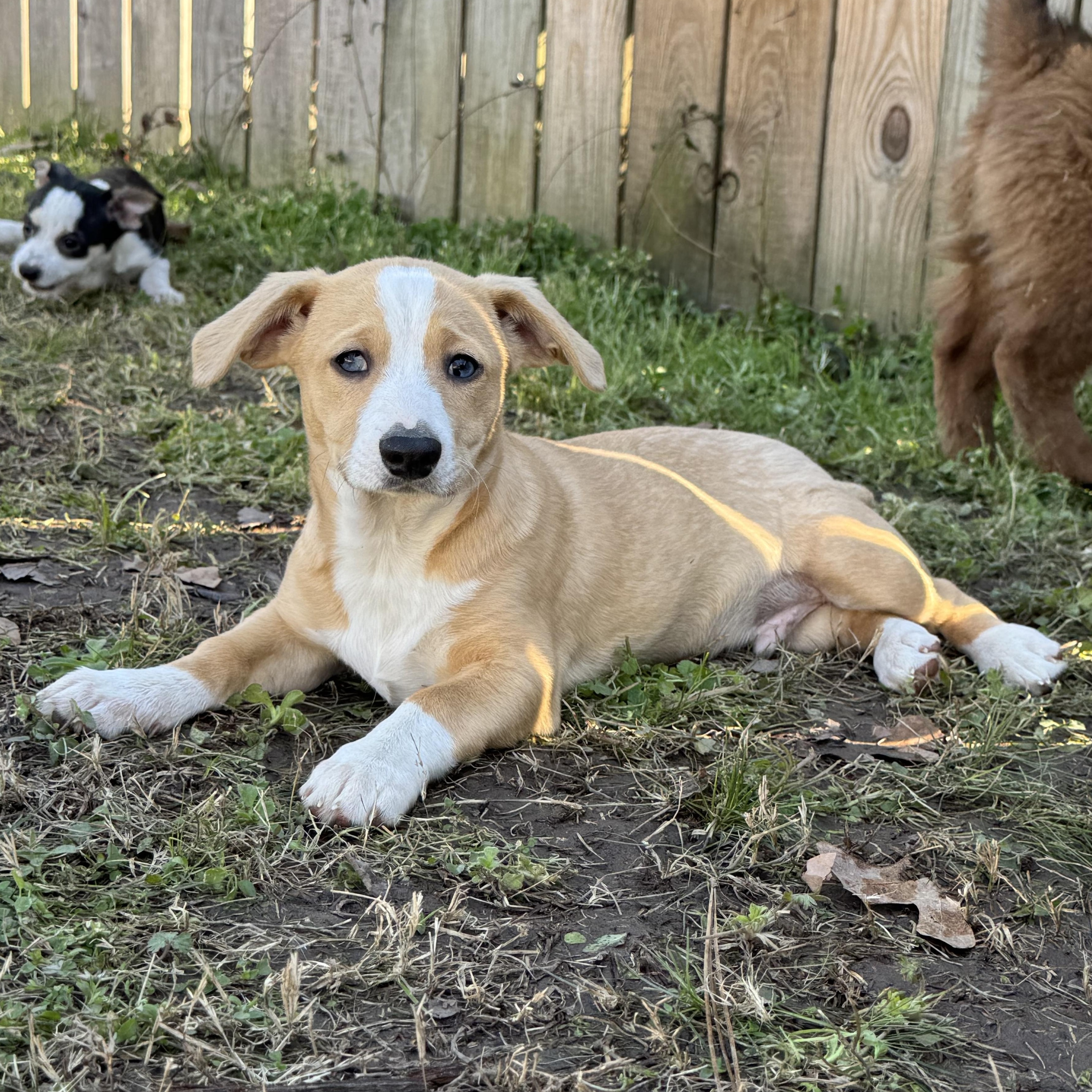 Enlarge Ollie, an adopted mixed breed in Staunton, VA image 1/6