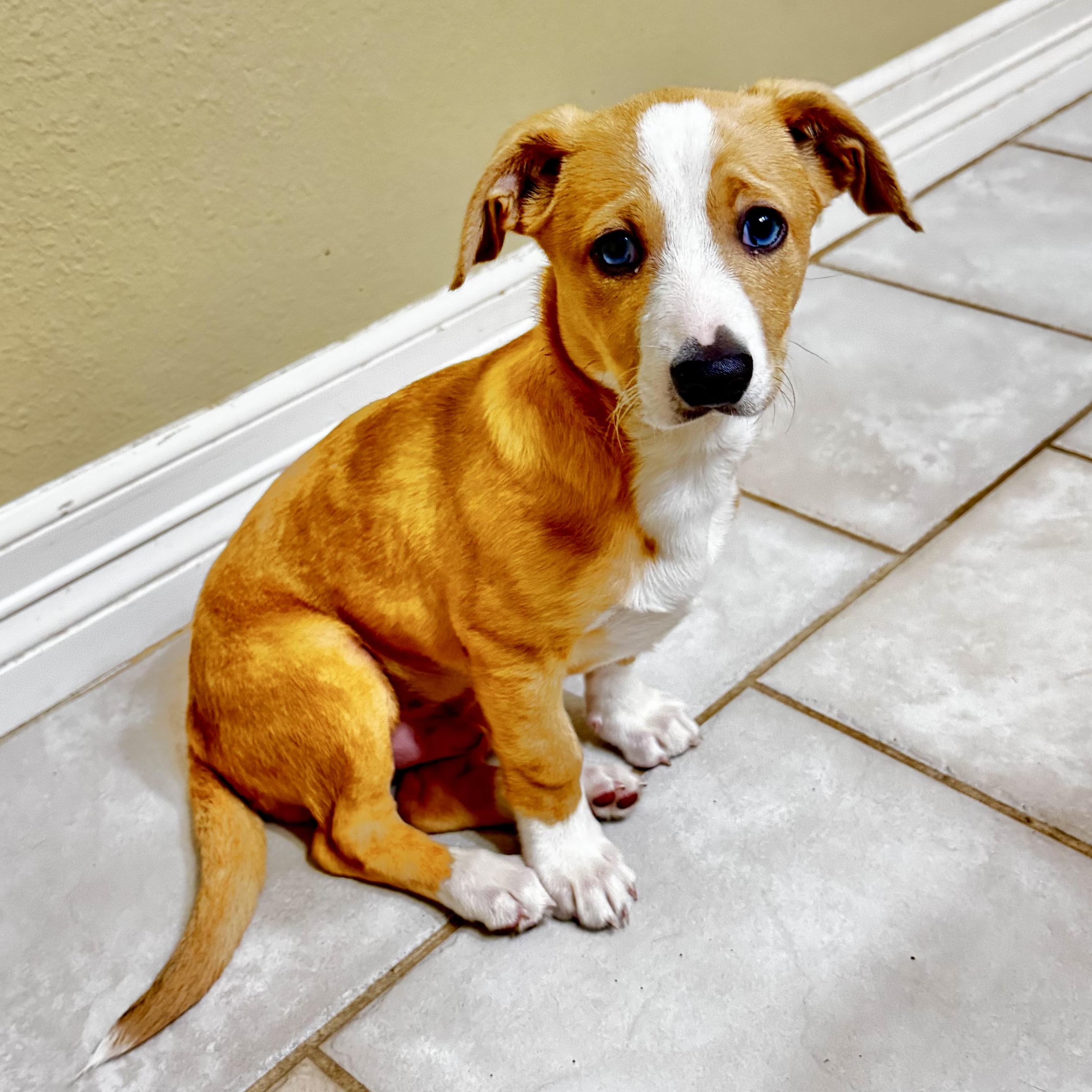Enlarge Ollie, an adopted mixed breed in Staunton, VA image 6/6