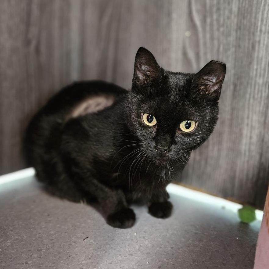 Enlarge Sunday, a Adoptable Domestic Short Hair in Lakewood, CO image 1/6