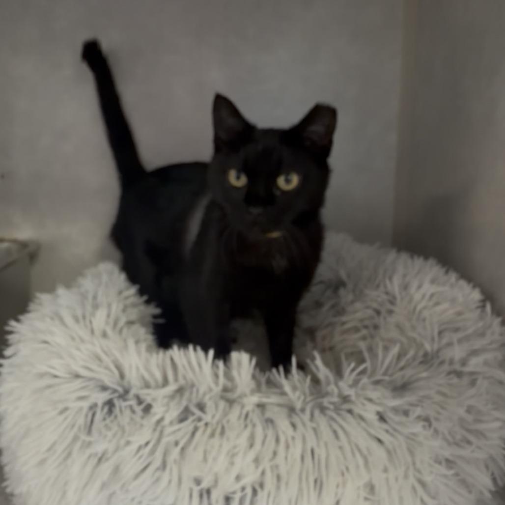 Enlarge Sunday, a Adoptable Domestic Short Hair in Lakewood, CO image 2/6