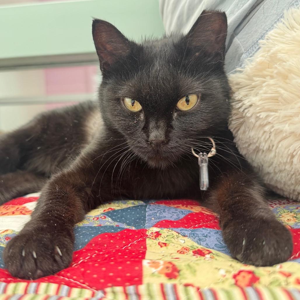 Enlarge Sunday, a Adoptable Domestic Short Hair in Lakewood, CO image 3/6