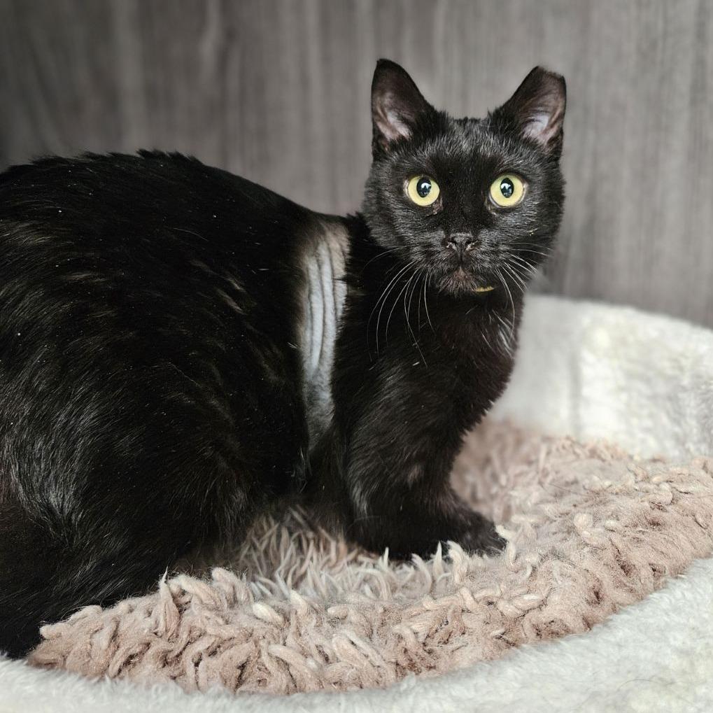 Enlarge Sunday, a Adoptable Domestic Short Hair in Lakewood, CO image 4/6