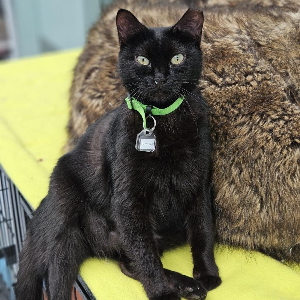 Sunday, a Adoptable Domestic Short Hair in Lakewood, CO image 4/6