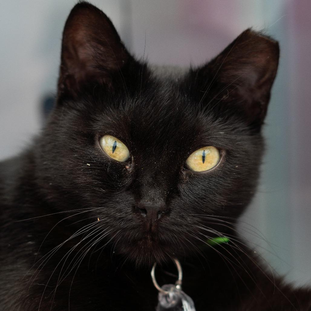 Enlarge Sunday, a Adoptable Domestic Short Hair in Lakewood, CO image 5/6