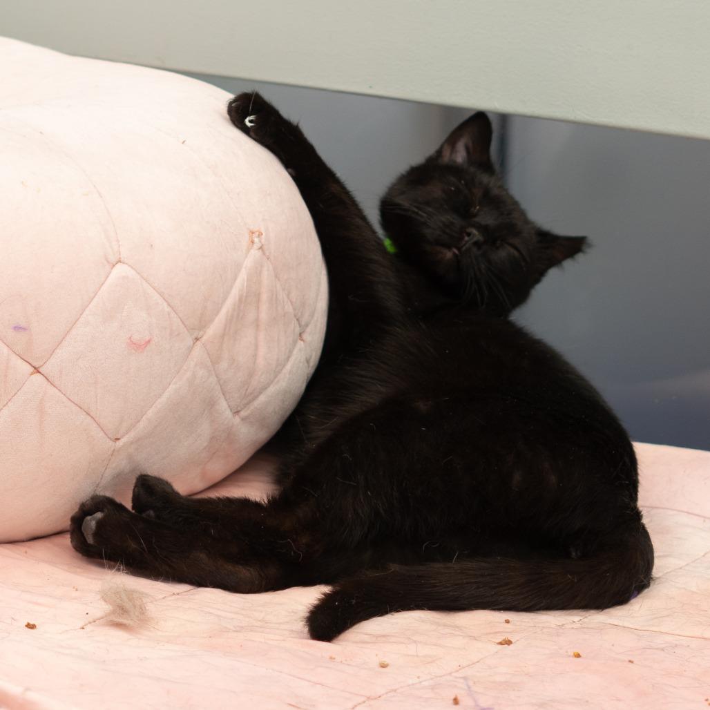 Enlarge Sunday, a Adoptable Domestic Short Hair in Lakewood, CO image 6/6