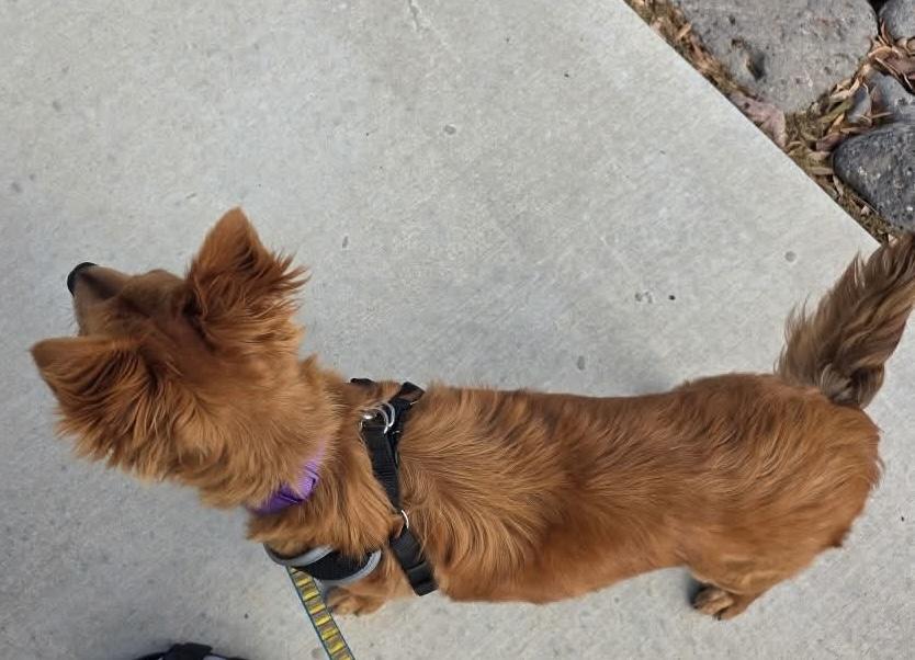 Blaise, adopted, Young Male Pomeranian & Australian Shepherd.