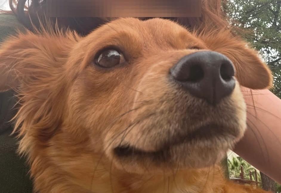 Enlarge Blaise, an adopted mixed breed in Longmont, CO image 2/3