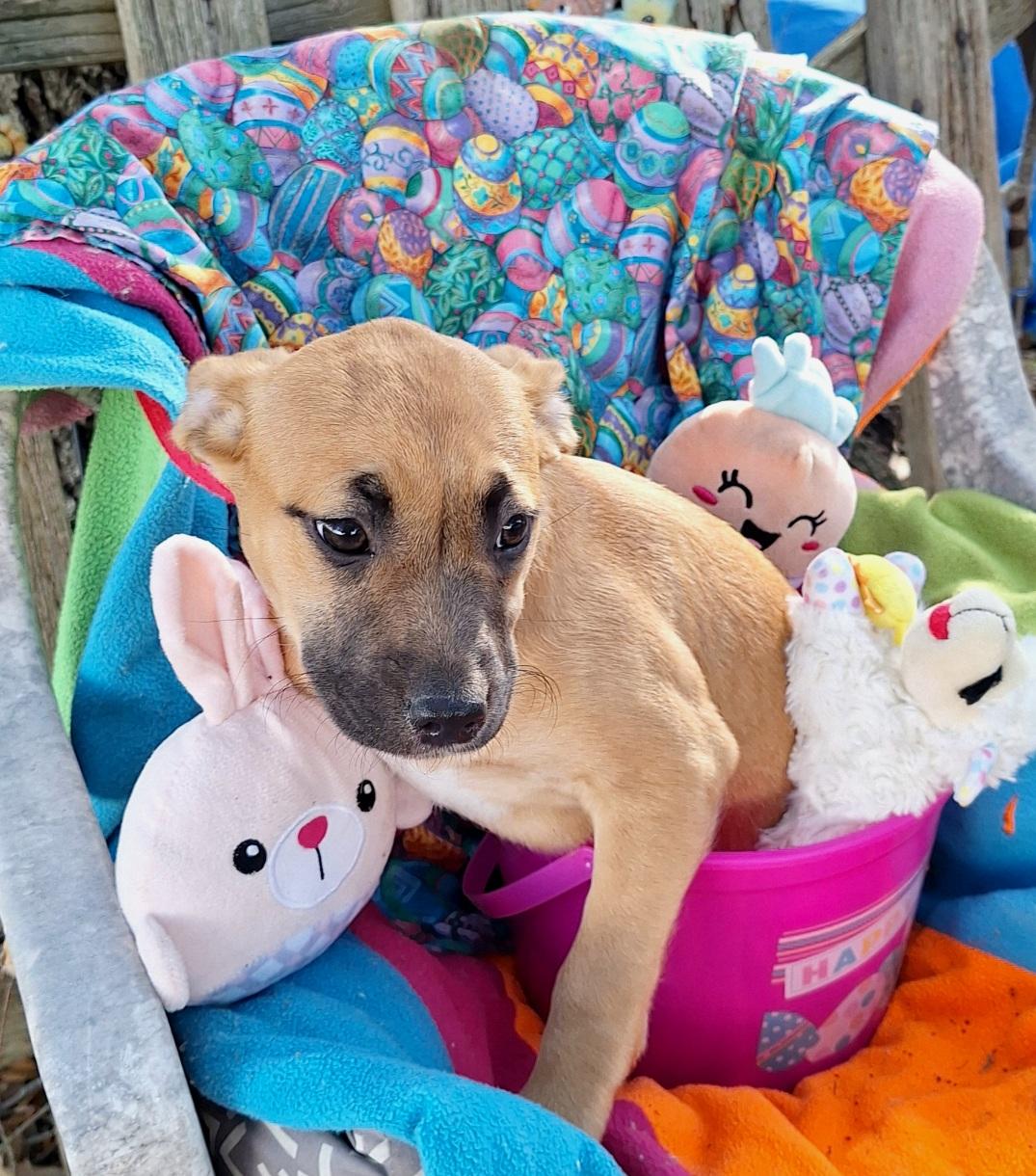 Arsenia WV14262-T LOCAL Adoption Event in Woodinville 4/26, an adoptable mixed breed in Woodinville, WA image 4/6