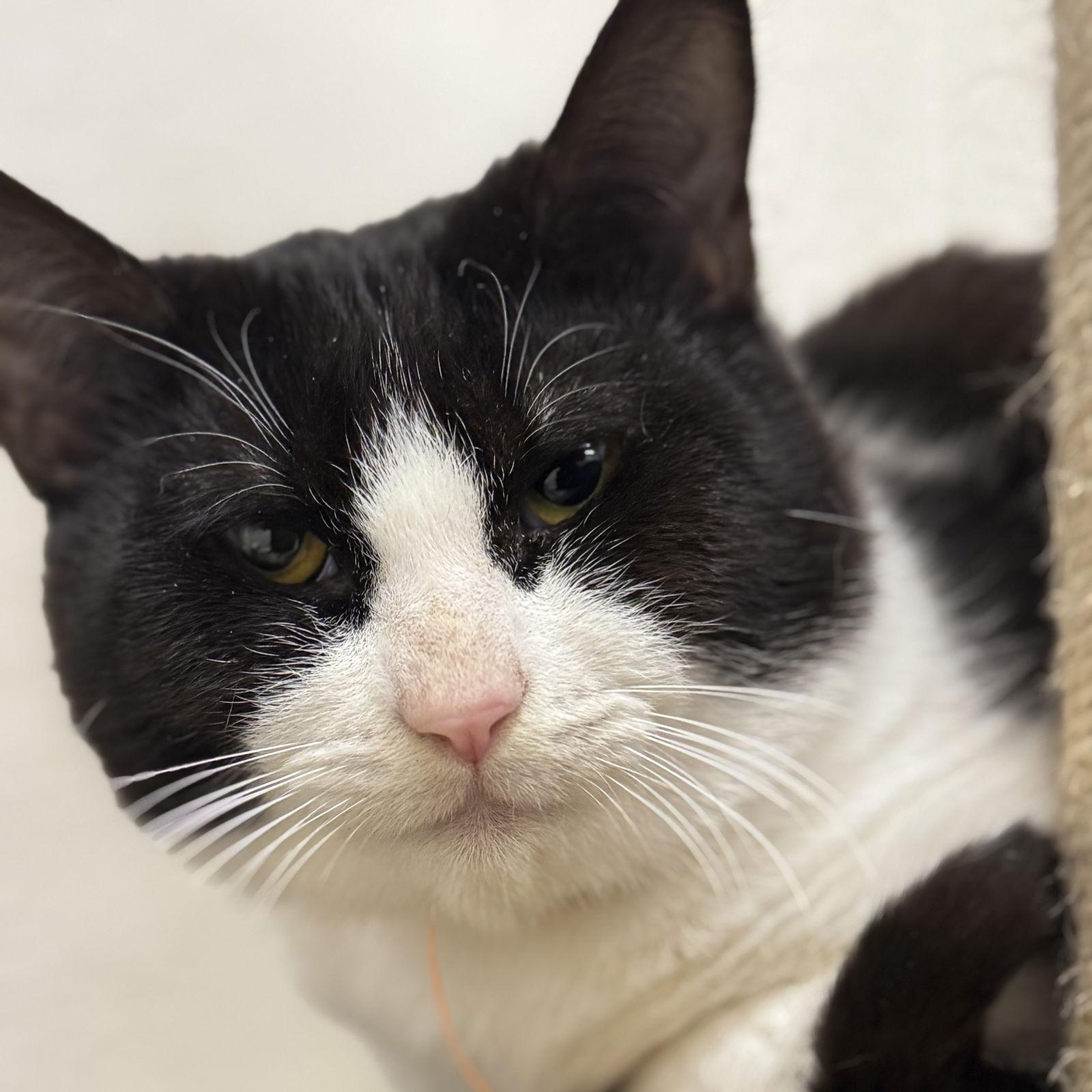 Edward, Adoptable, Young Male Domestic Short Hair.