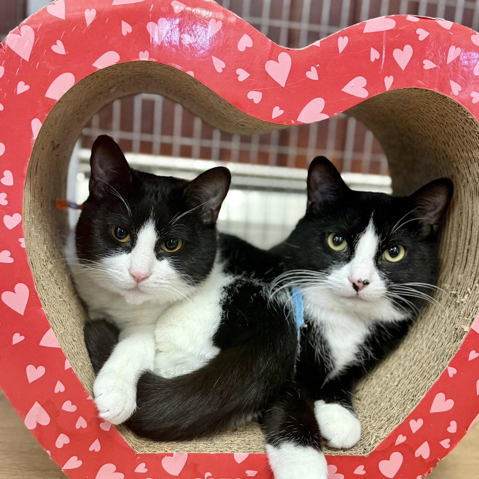 Edward & Scottie, Adoptable, Young Male Domestic Short Hair.
