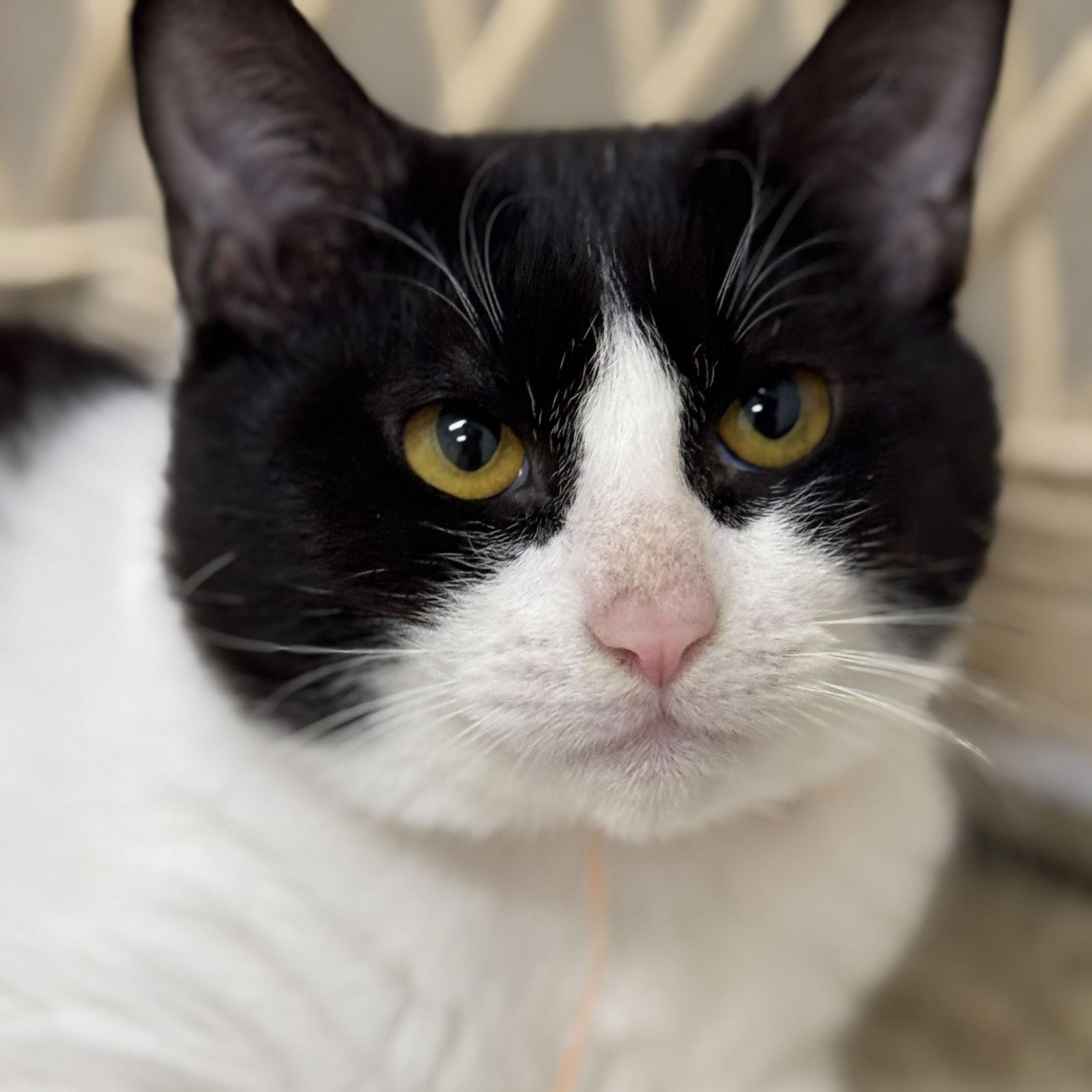 Enlarge Edward, a Adoptable Domestic Short Hair in Winchendon, MA image 2/3