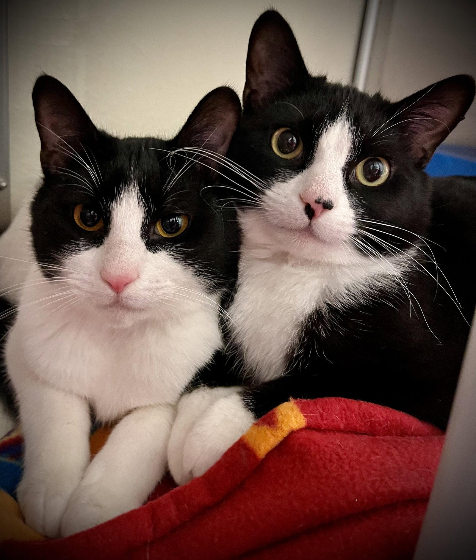 Enlarge Edward & Scottie, a Adoptable Domestic Short Hair in Winchendon, MA image 3/3