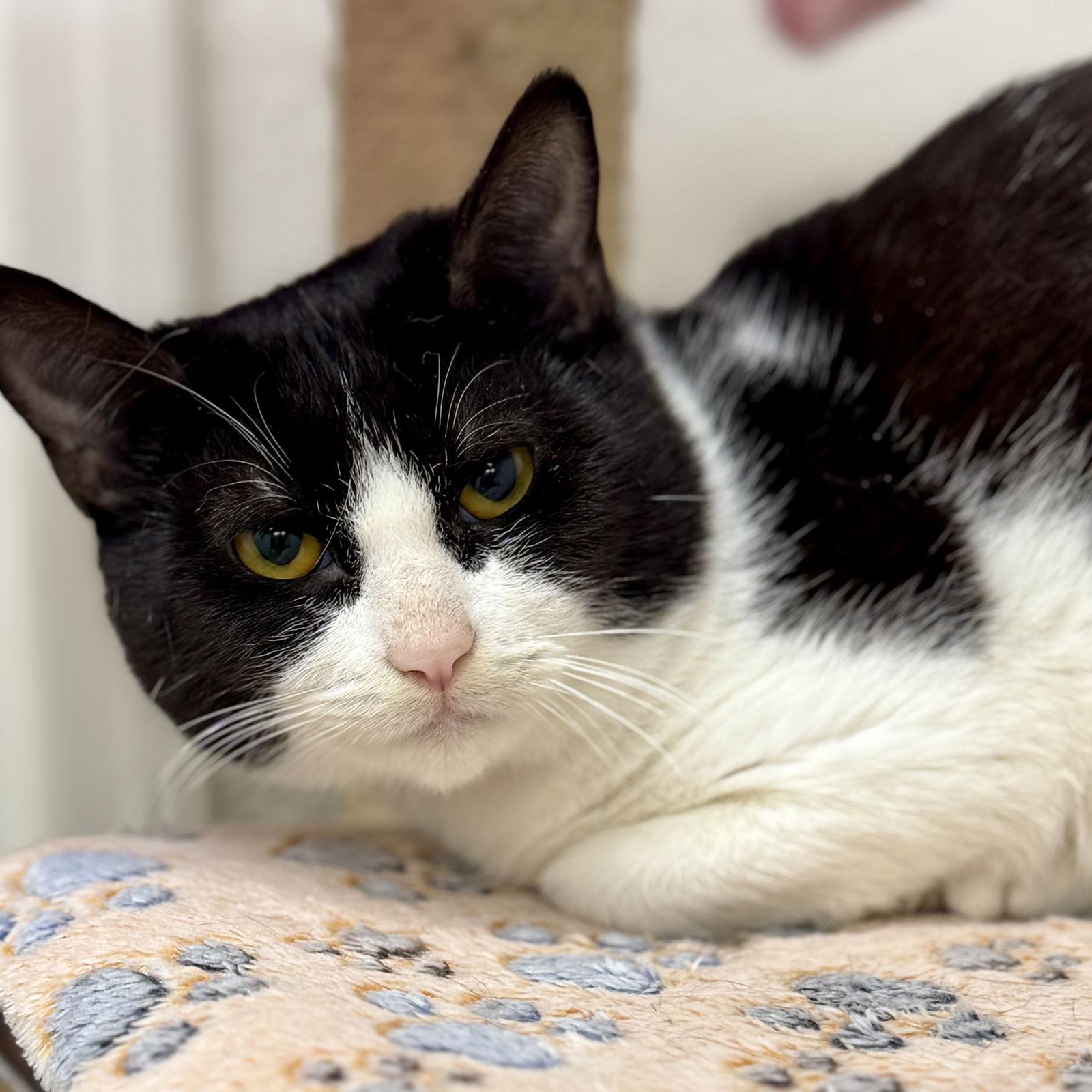 Enlarge Edward, a Adoptable Domestic Short Hair in Winchendon, MA image 3/3