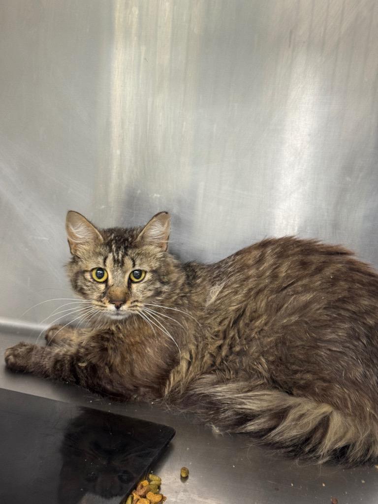 Martin Cat 1 Feral, Adoptable, Young Female Domestic Medium Hair.