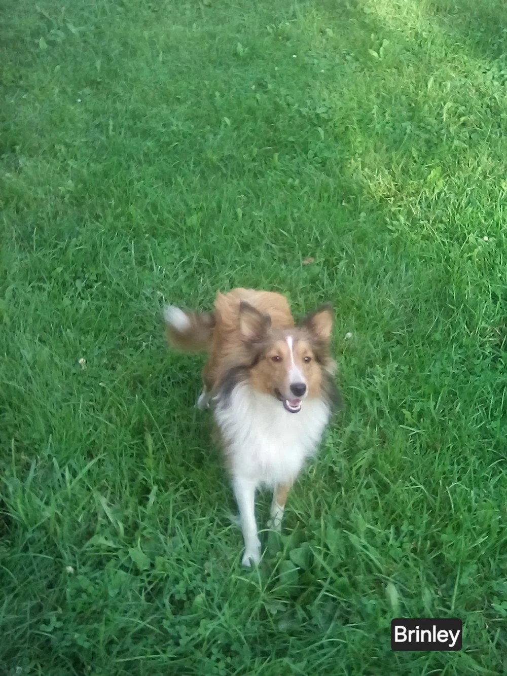 Brinkley adoption pending, Adoptable, Young Female Shetland Sheepdog / Sheltie.