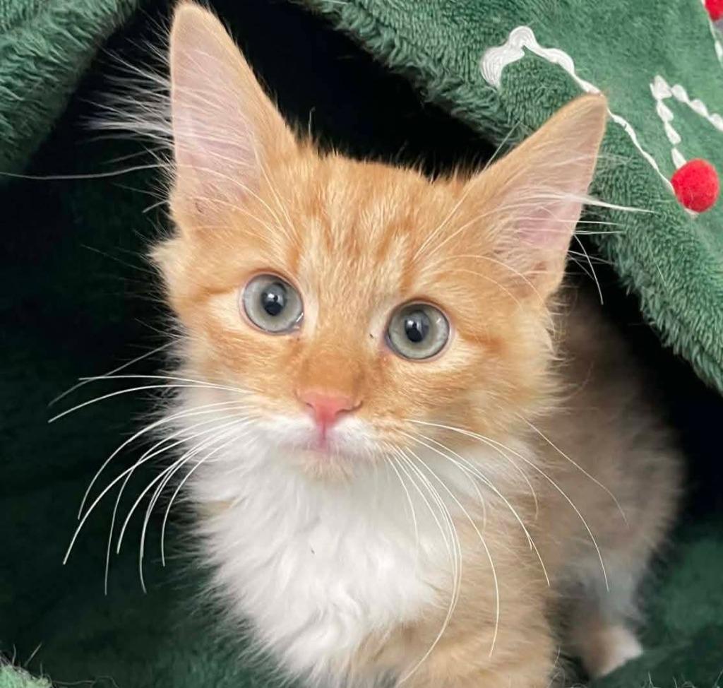 Lady Diva, Adopted, Kitten Female Maine Coon.