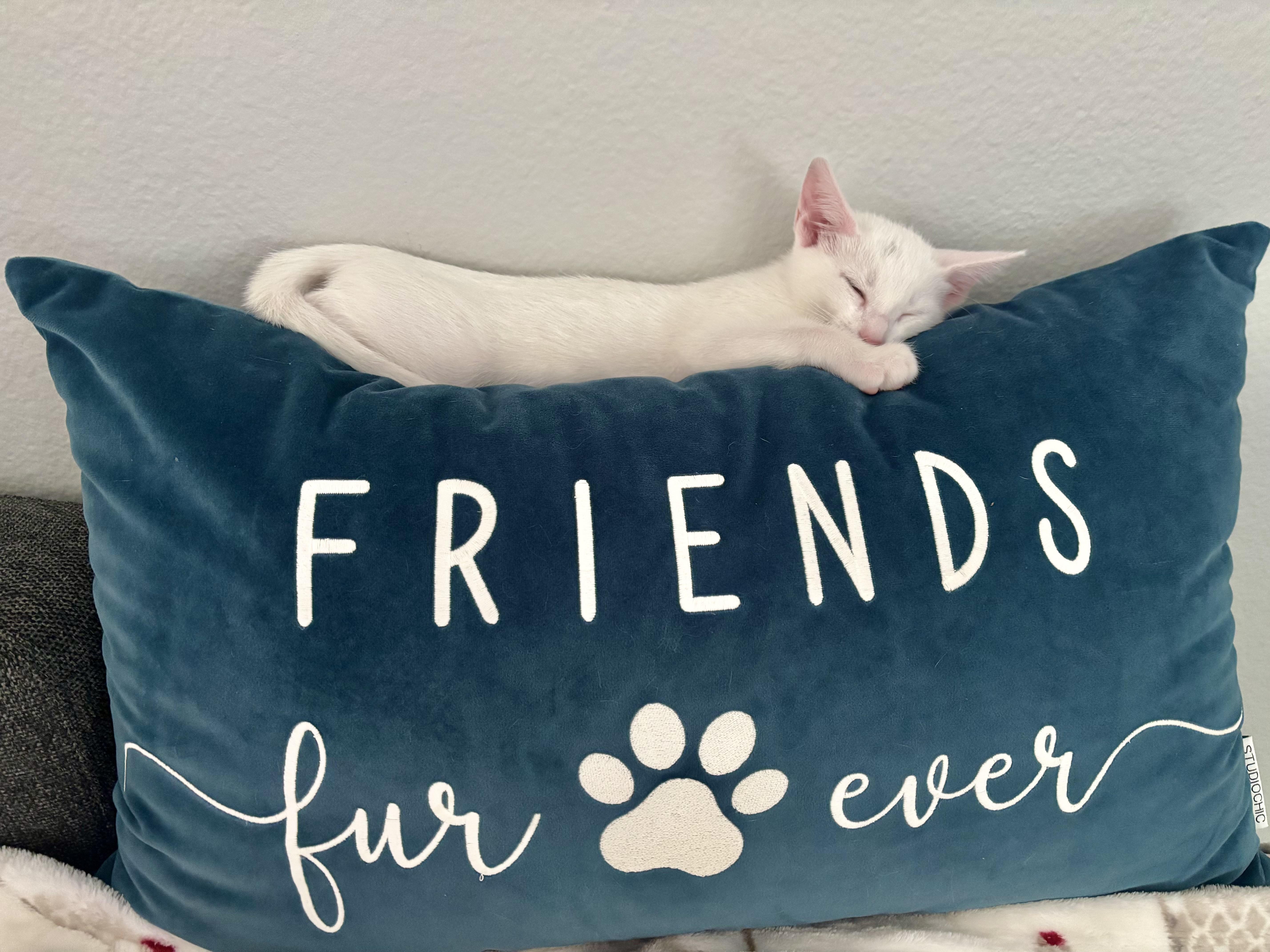 Niko & Nova Bonded thumbnail 5