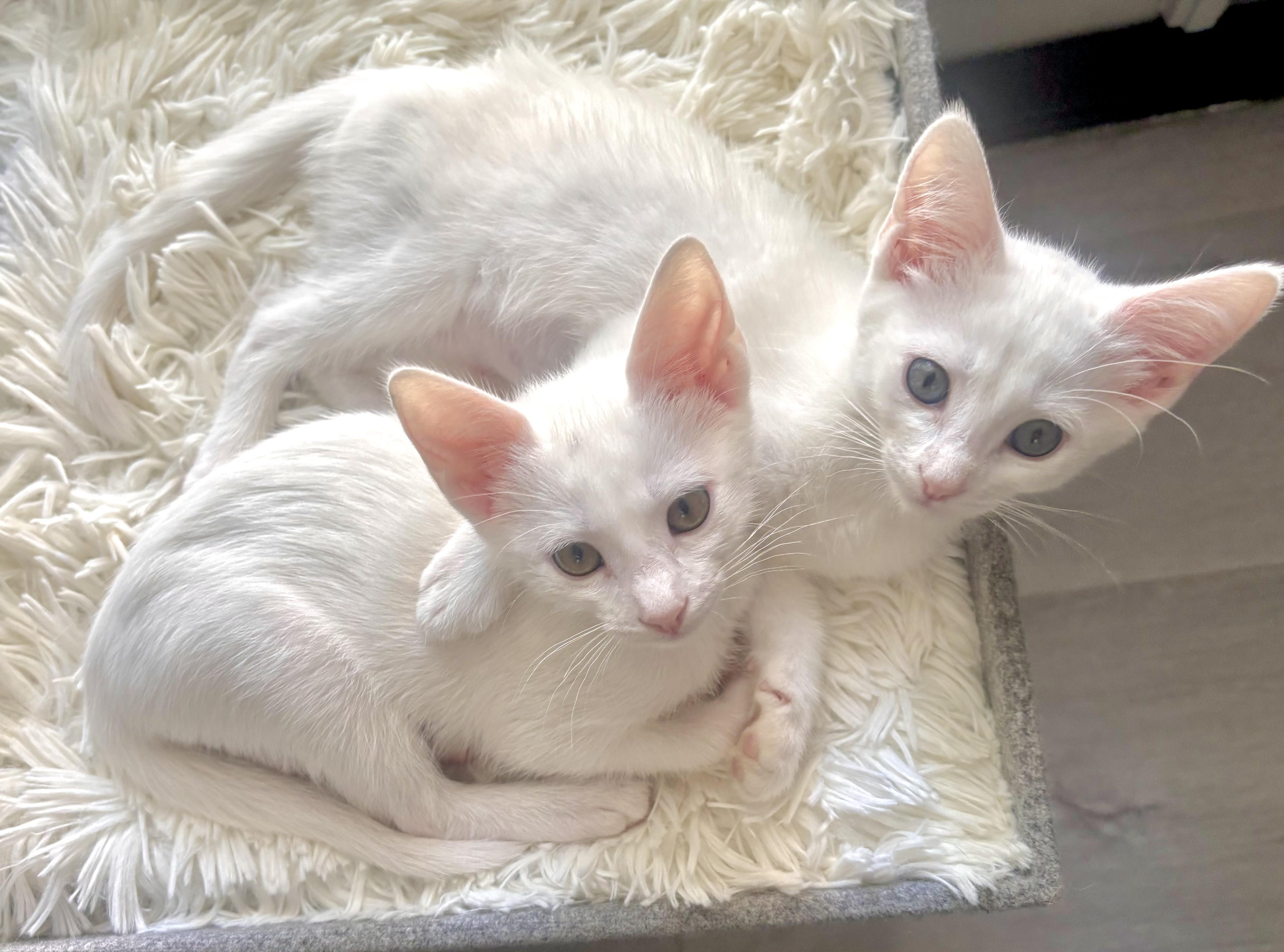 Niko & Nova Bonded thumbnail 4