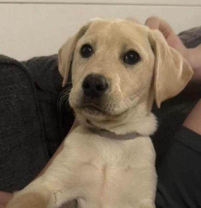 Dally, Adopted, Puppy Female Labrador Retriever & Great Dane.