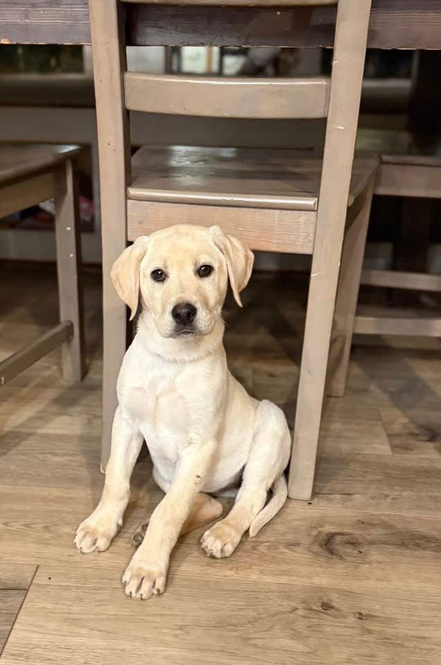 Dally, a Adopted mixed breed in Forest, VA image 2/3