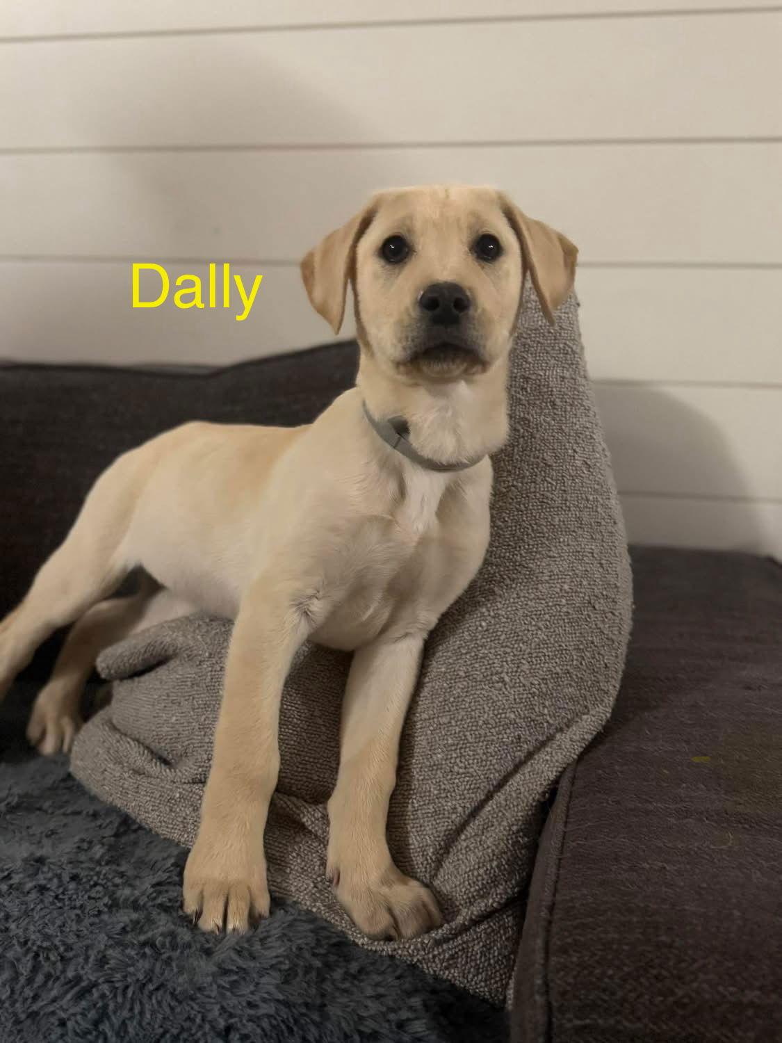 Dally, a Adopted mixed breed in Forest, VA image 3/3