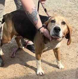 Miss Maam, ADOPTABLE, Adult Female American Foxhound.